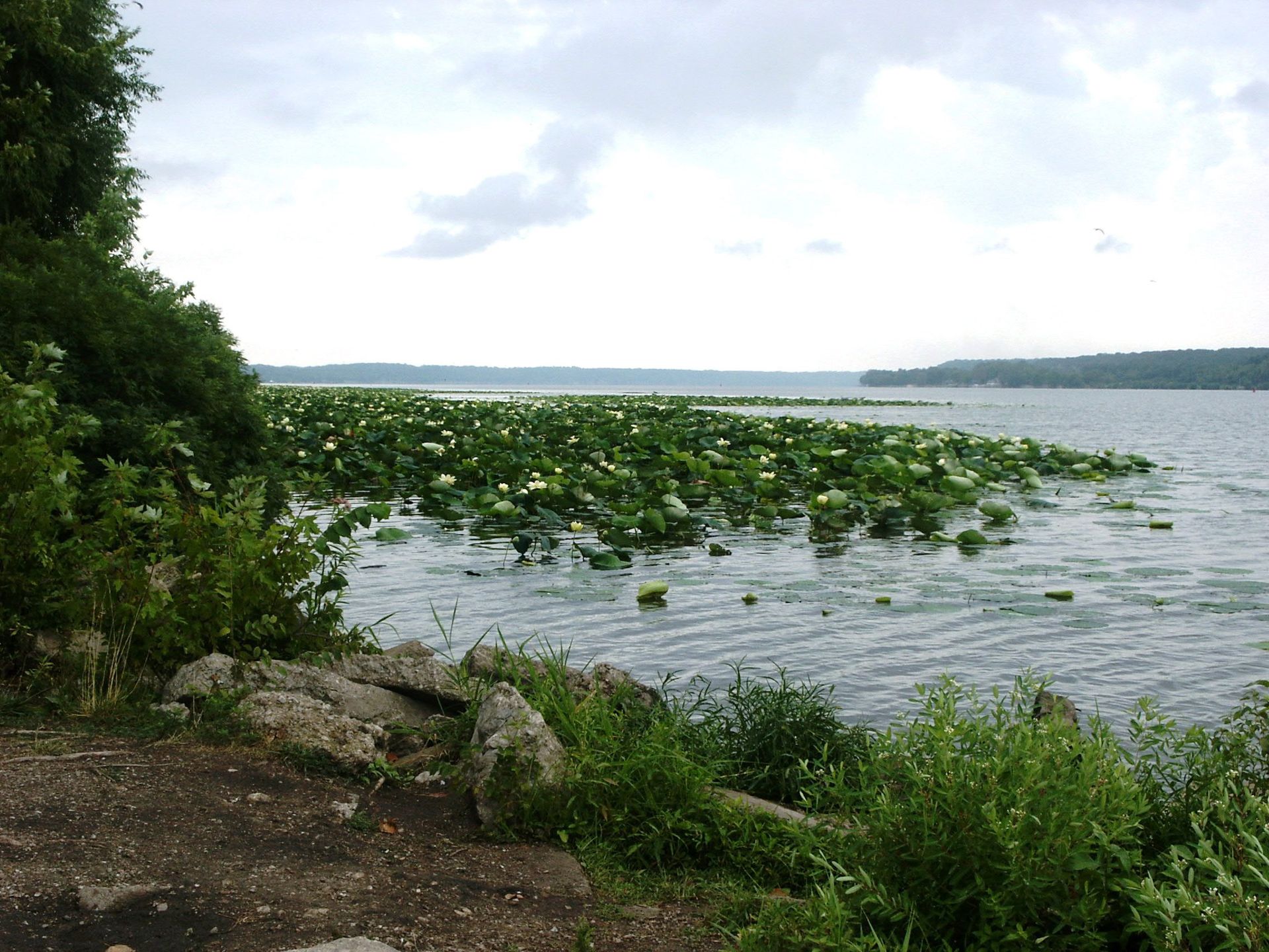 Water lilies in the Mississippi River, near Nauvoo.