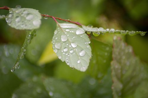 A branch of five green leaves on a tree covered in raindrops, with other leaves in the background.