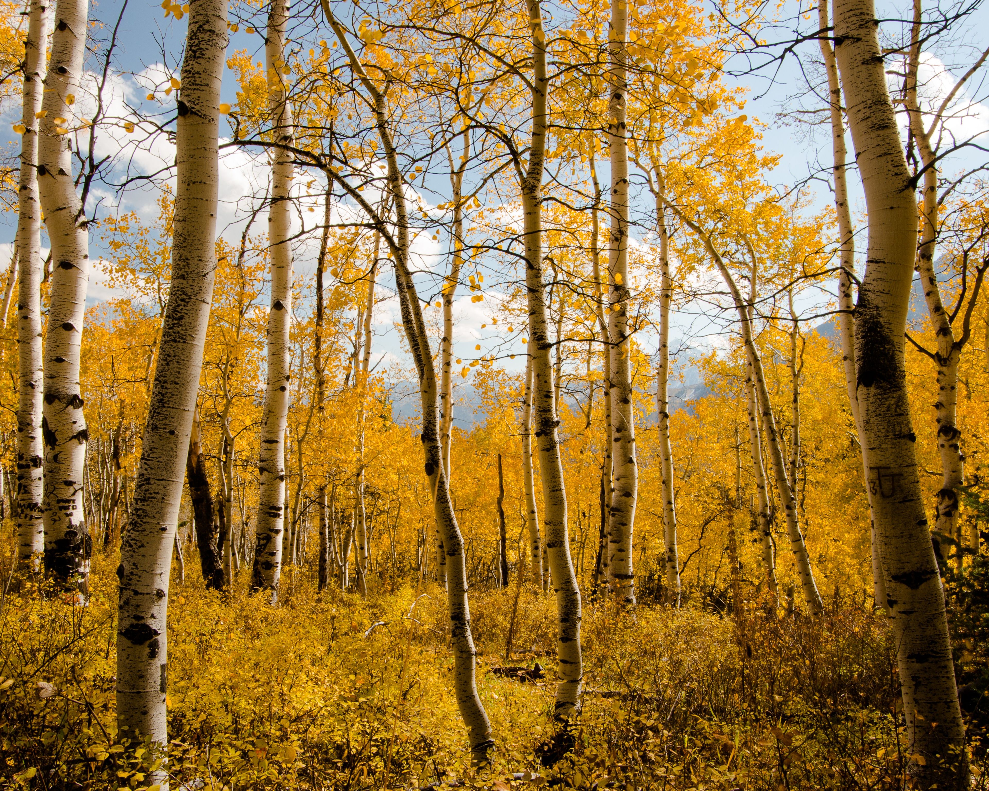 Aspen trees turn yellow in autumn.