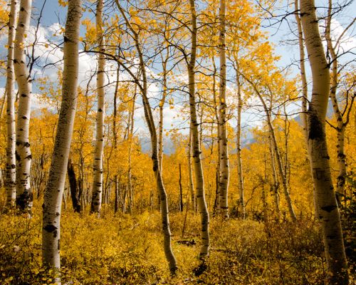 Aspen trees with yellow leaves in autumn and a blue sky with clouds above.