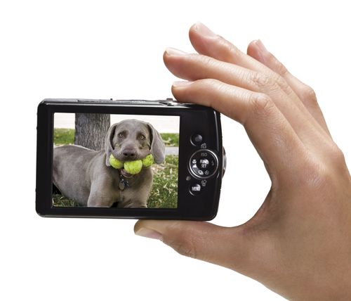 camera showing dog