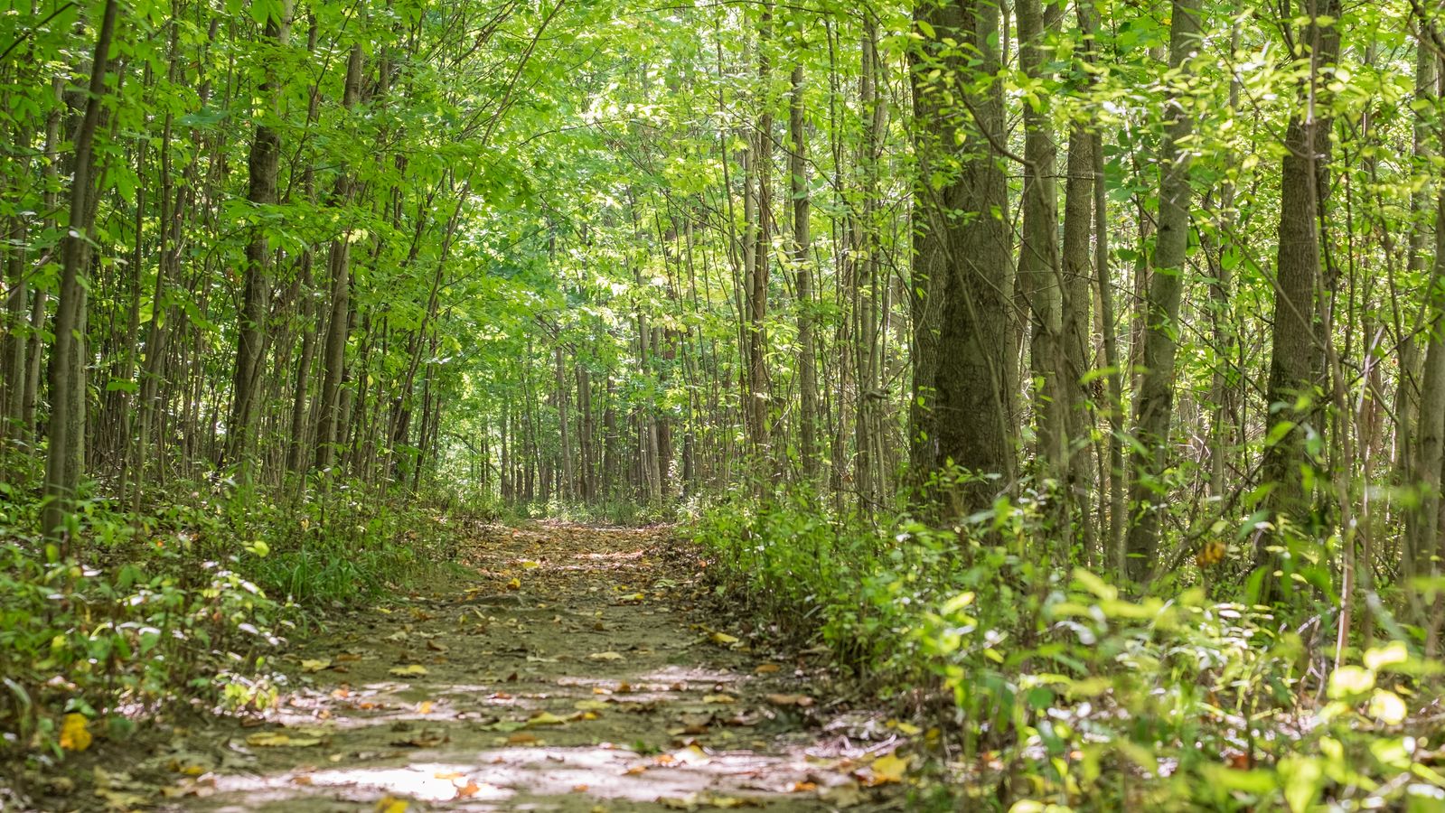 Straight path in the Sacred Grove