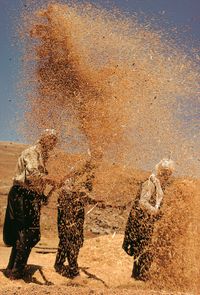 people threshing grain