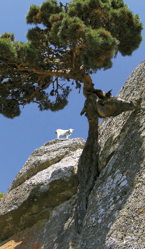 Composite photo of a lamb on a cliff.  There is a tree growing out of the side of the rocky cliff.