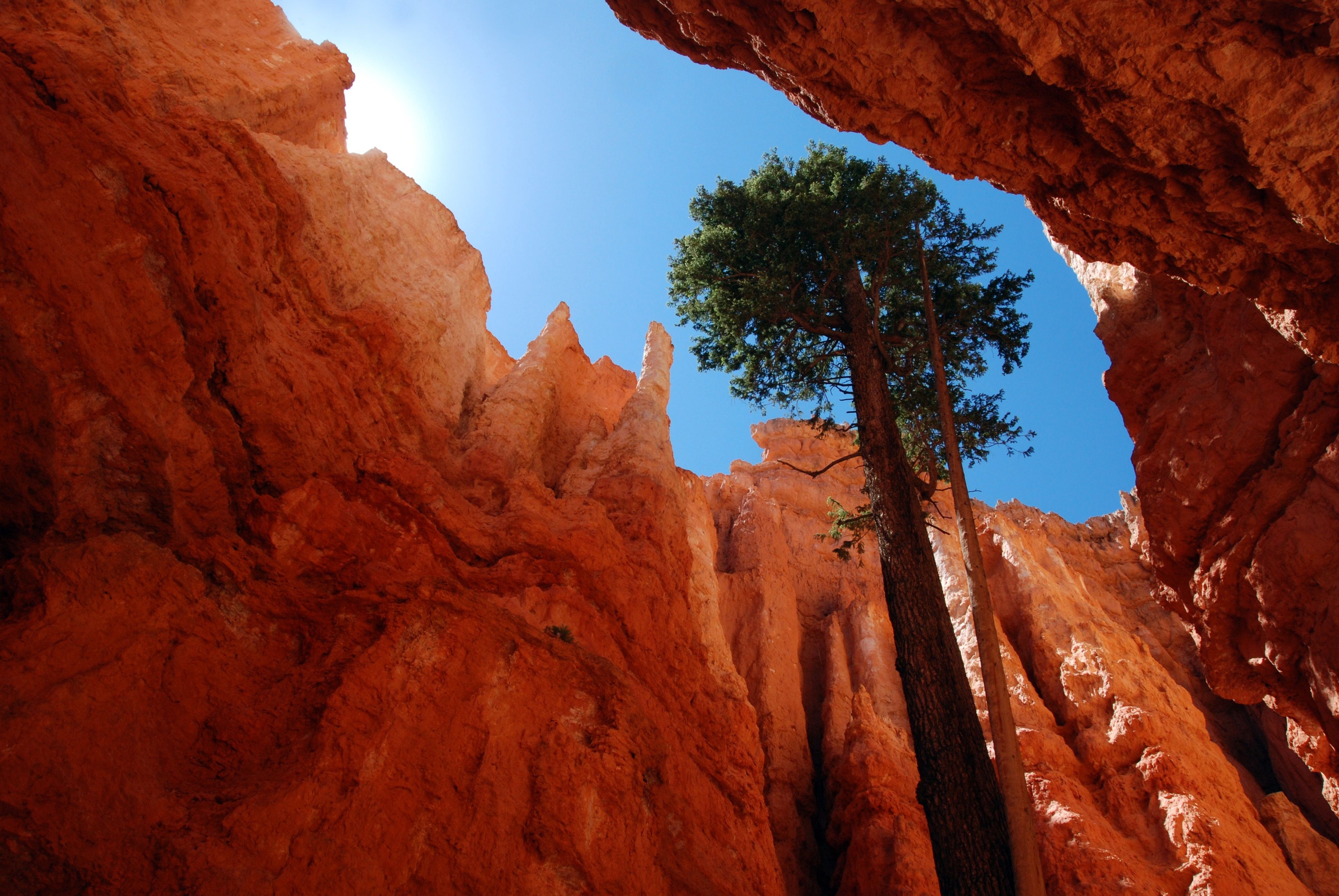 A view up to a tree inside Bryce Canyon.