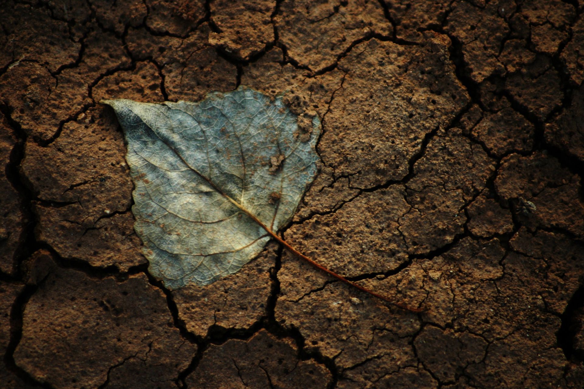 A small leaf pressed into dry mud.