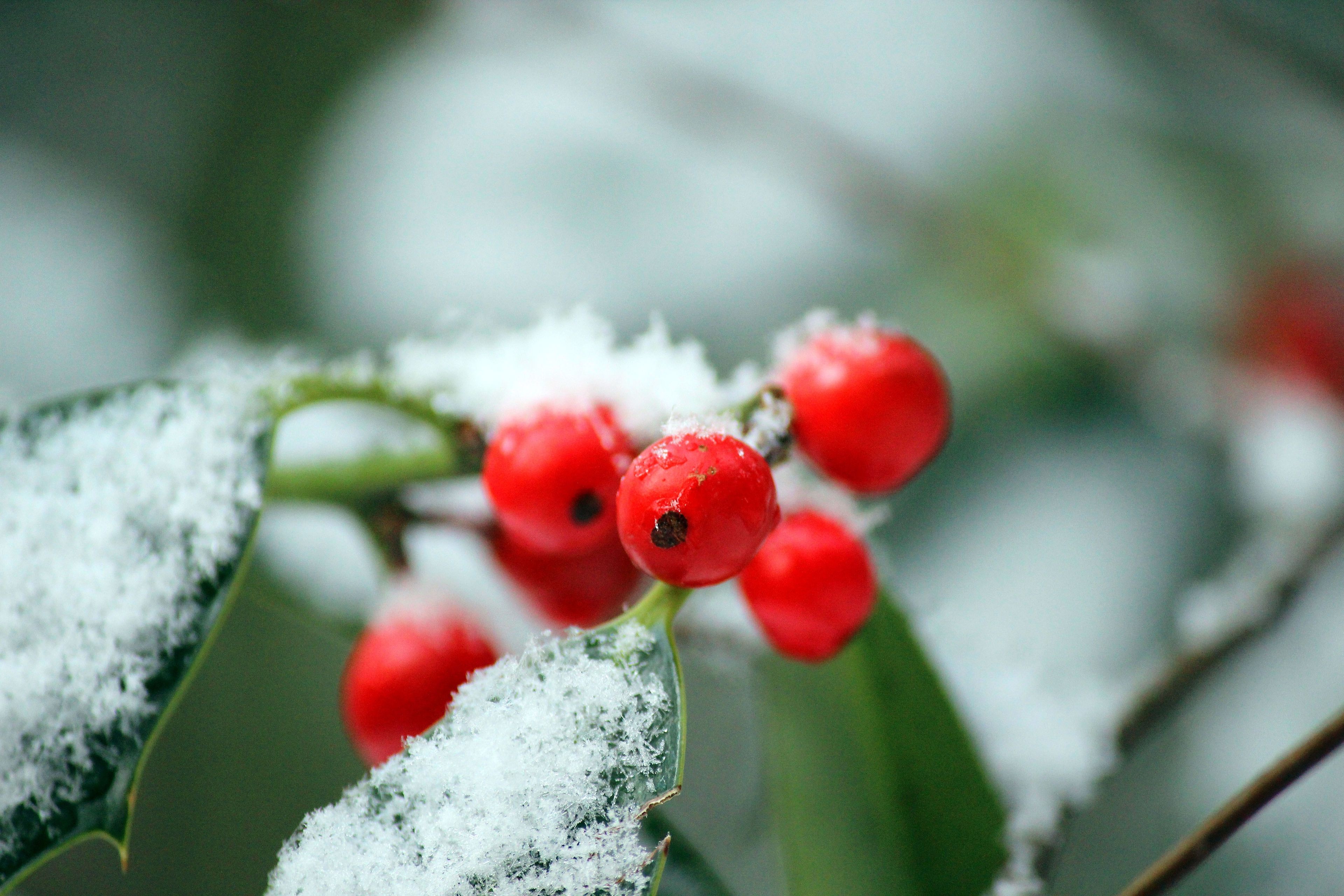 Several red berries on a green bush covered in snow.