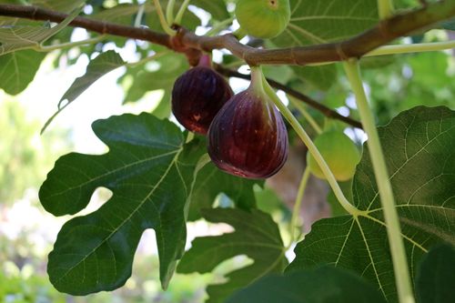 ripening figs on a tree