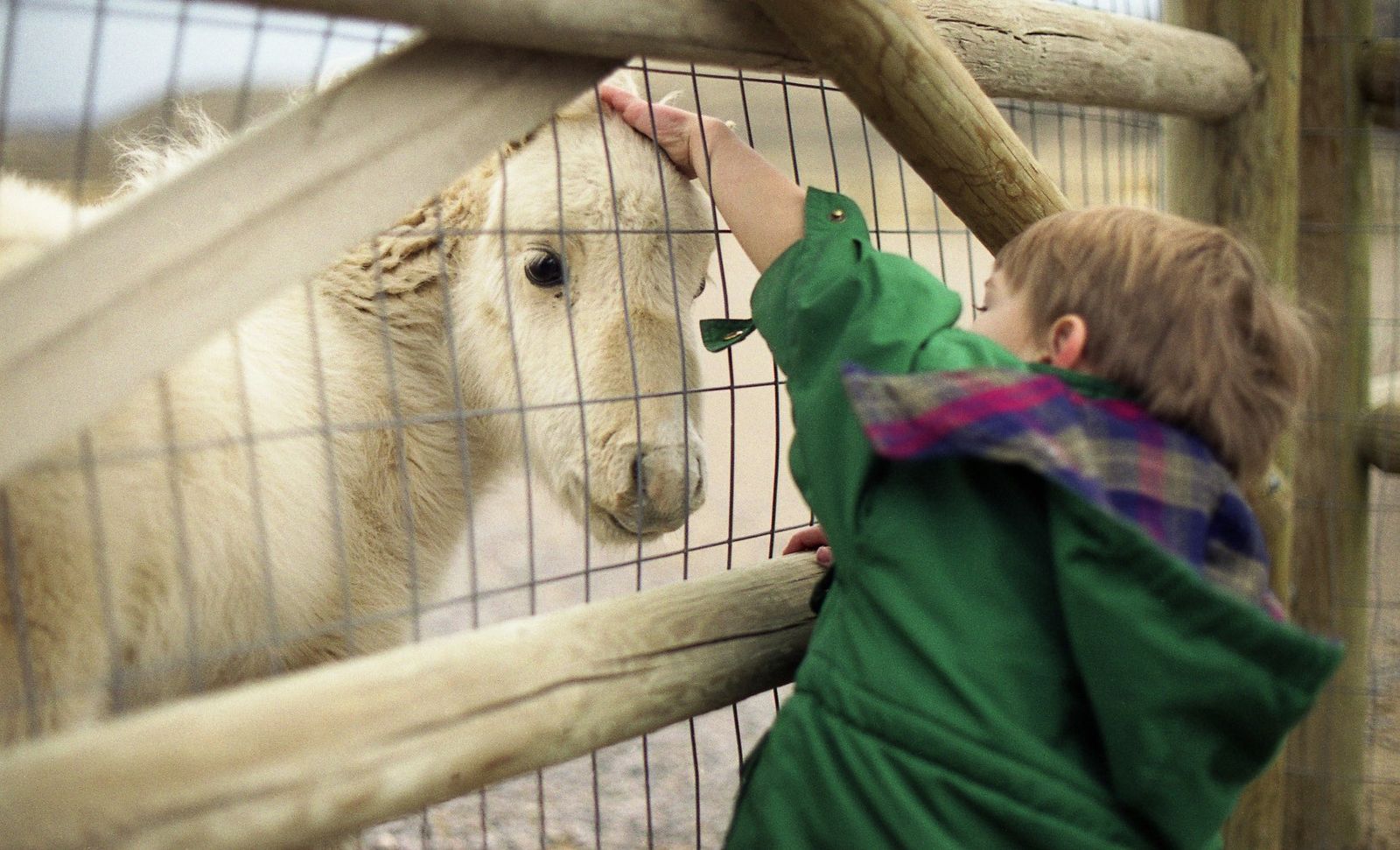 A young boy petting a goat at a petting zoo.