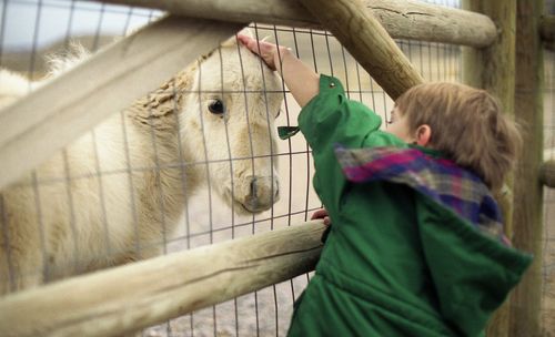 A photo of a young boy reaching through a fence to pet the head of a goat at a petting zoo.