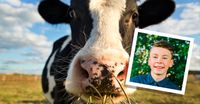 young man and cow