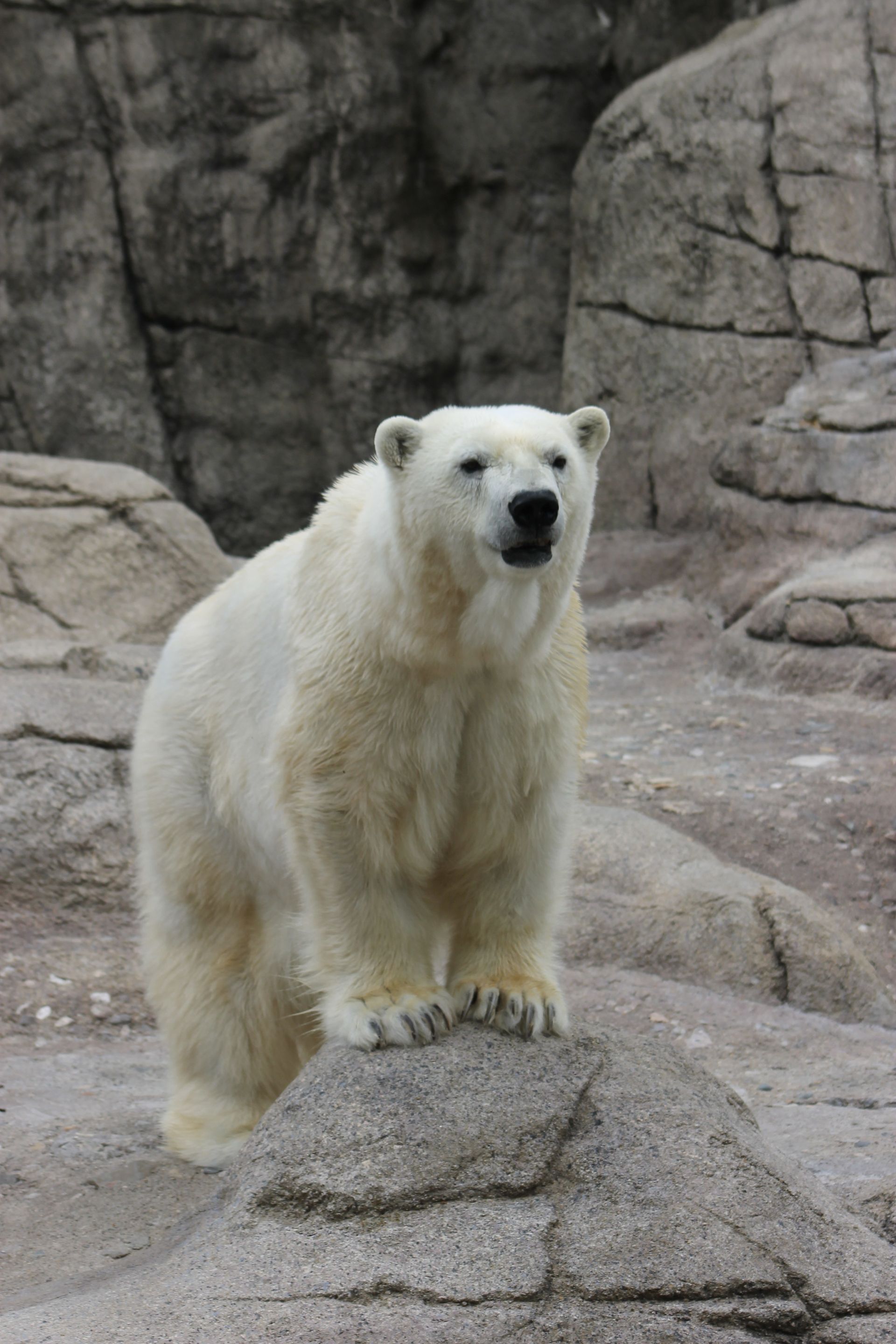 A portrait of a polar bear.