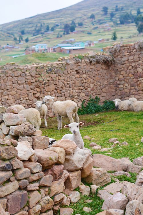 Flock of sheep in the country side standing next to a rock fence.