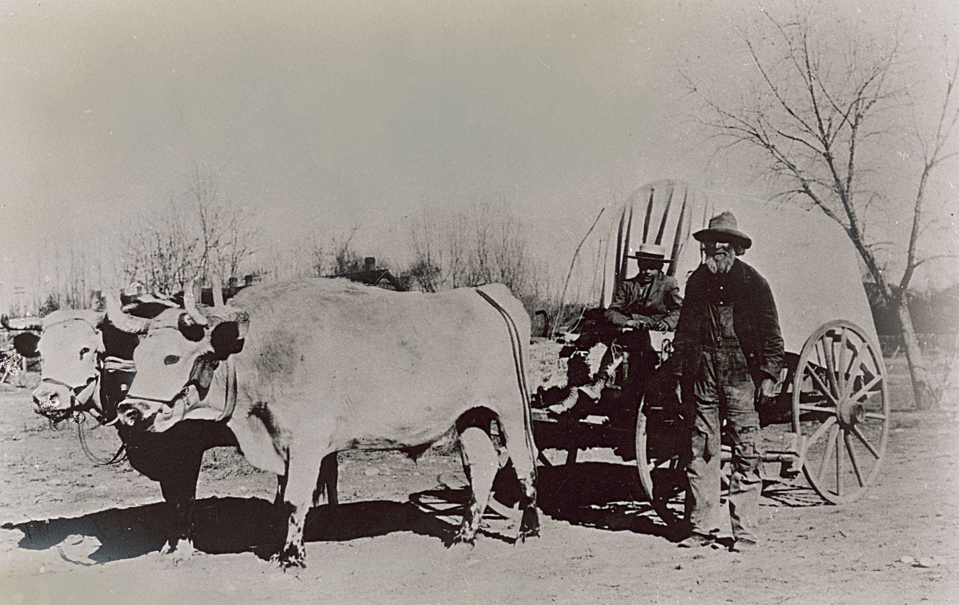 A historical photograph showing a team of oxen pulling a small covered wagon.