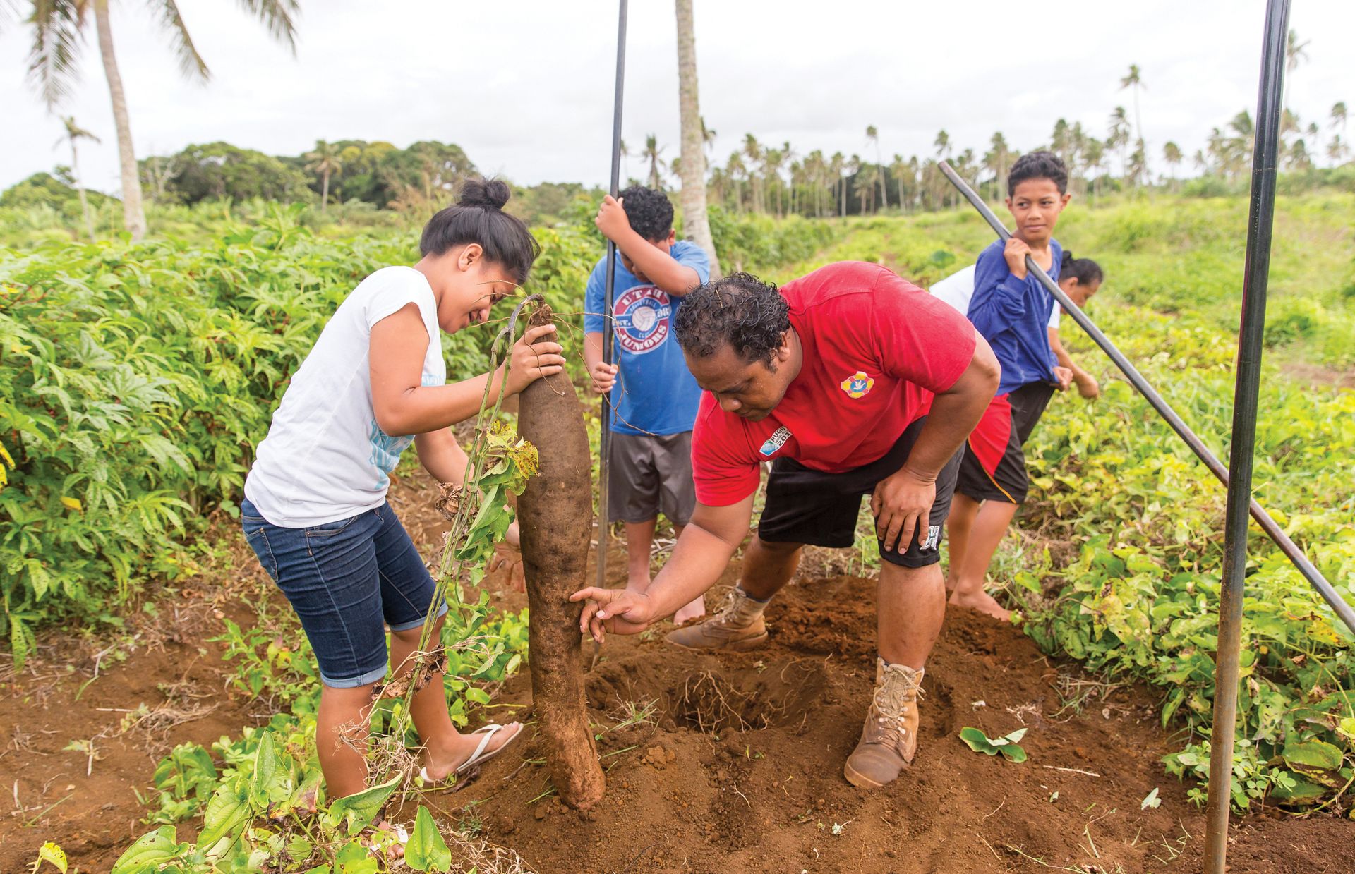 Feinga helps his children plant yams. Yams are a common crop in Tonga, and are often two or more feet in length.
