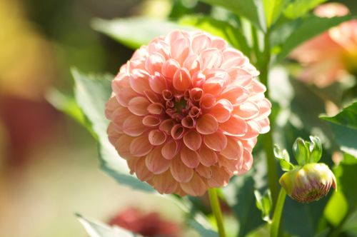 A light pink dahlia on a green stem with the sun shining in the background.