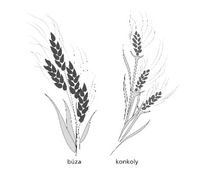 wheat and tares