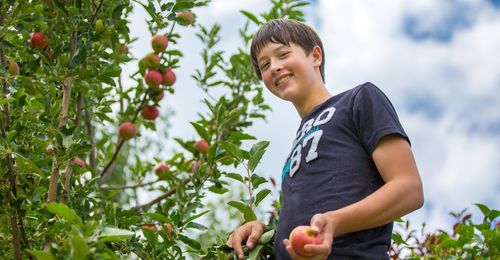 boy picking apples