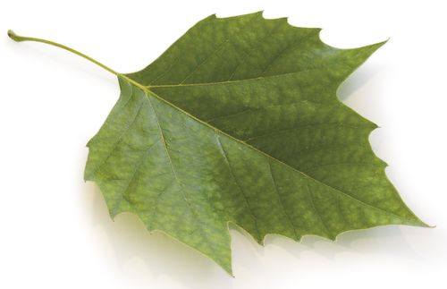 leaf