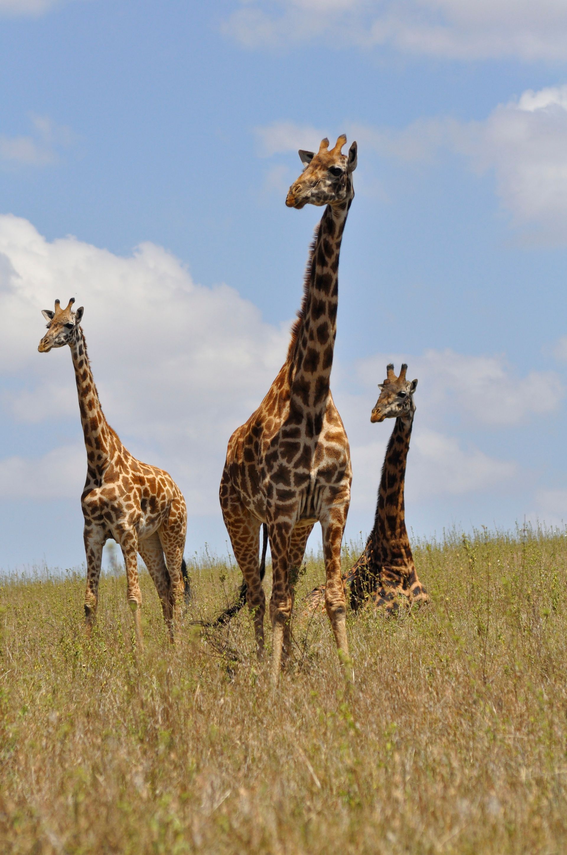 Three giraffes in a field.  