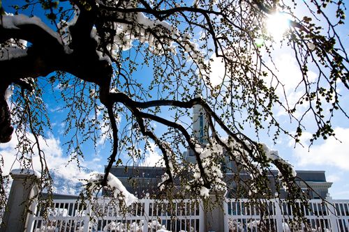The Mount Timpanogos Utah Temple and the temple fence, seen between the snow-covered branches of a tree in the winter.