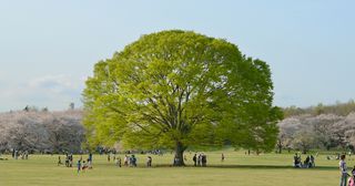 Árbol grande en un parque