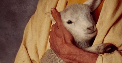 Photographic illustration of Jesus Christ holding a white lamb in his arms.