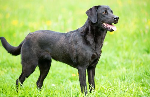 Čierny labrador