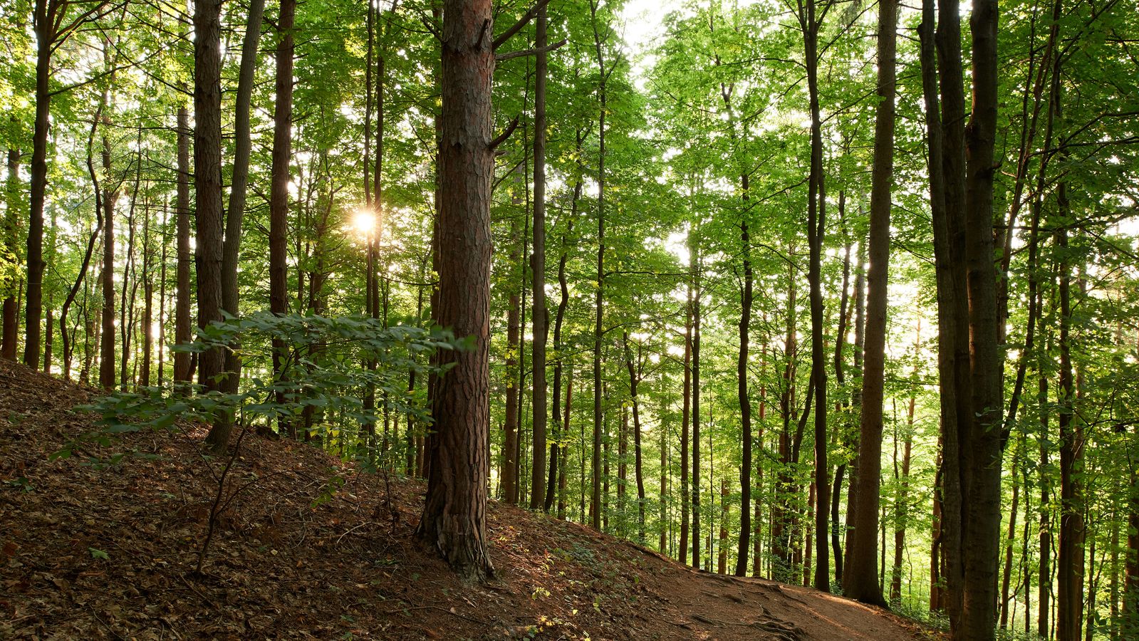 Various exterior shots of the sunlight breaking through trees at the Hill Cumorah in Manchester, New York.