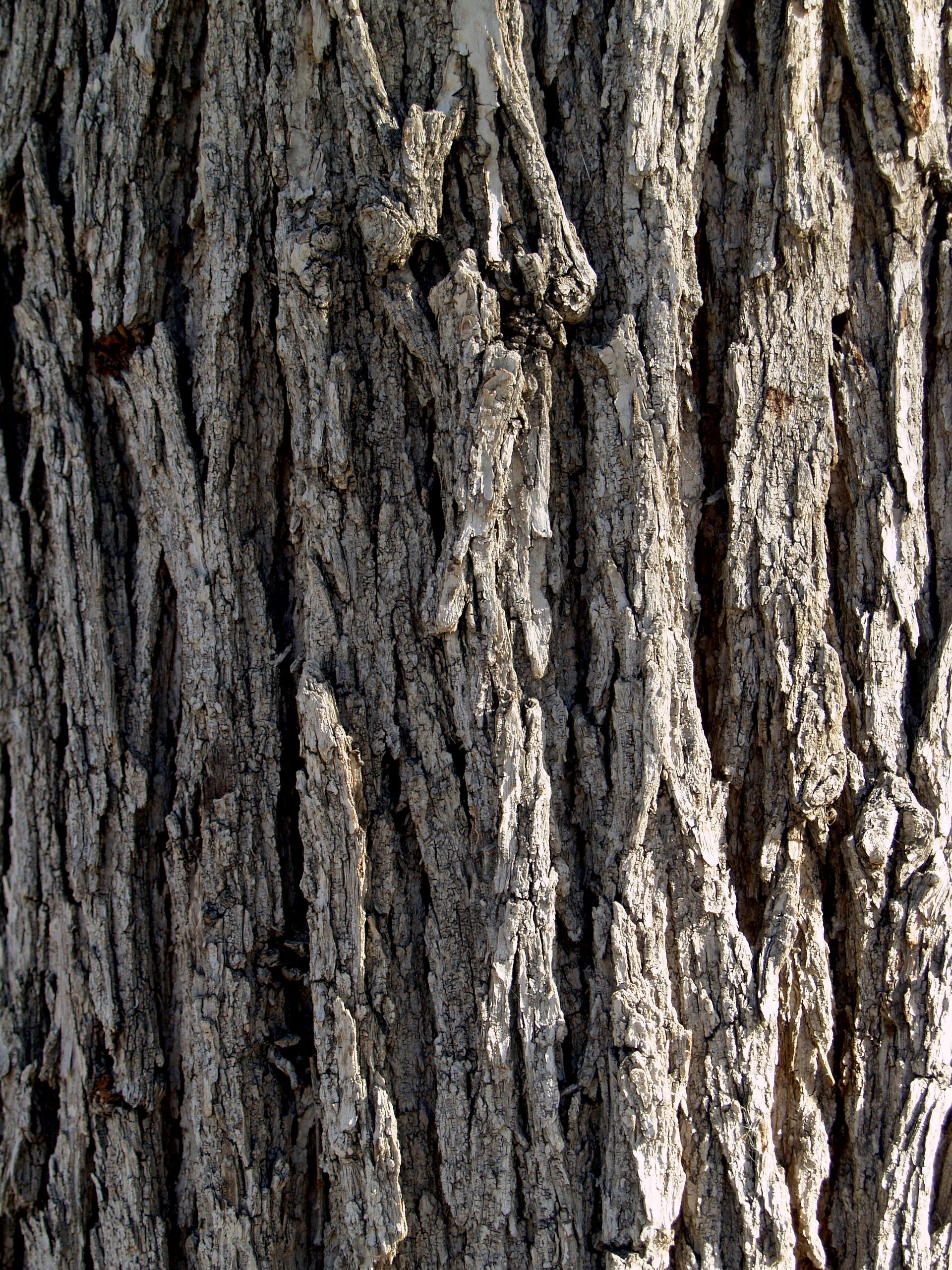 Close-up of the bark on a tree.
