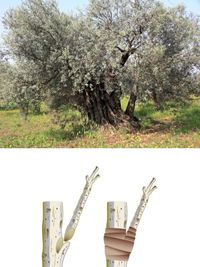 olive tree; grafted branch