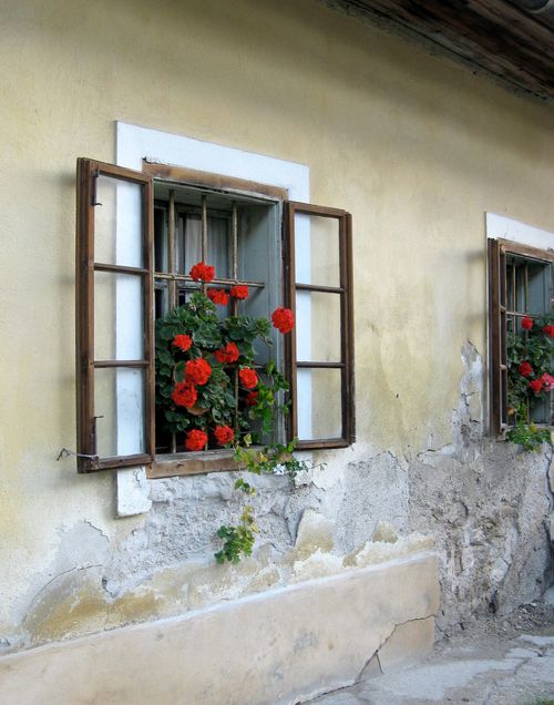Two windowpanes open on the side of a house, showing red flowers and leaves growing inside.