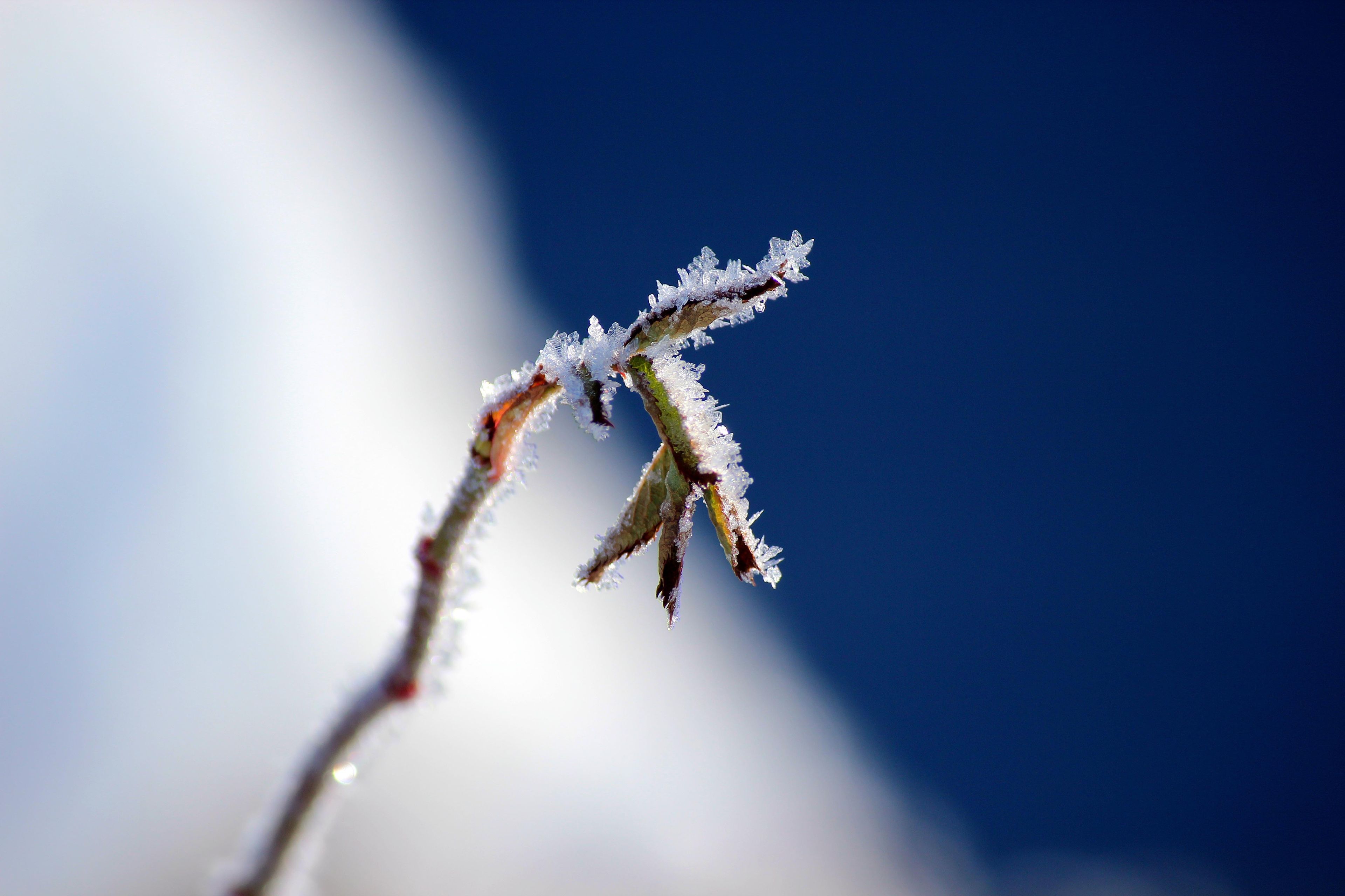 A twig with small leaves is covered in frost.