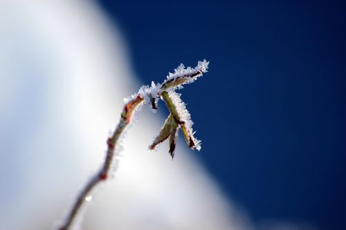 A twig with small leaves is covered in frost in the winter.