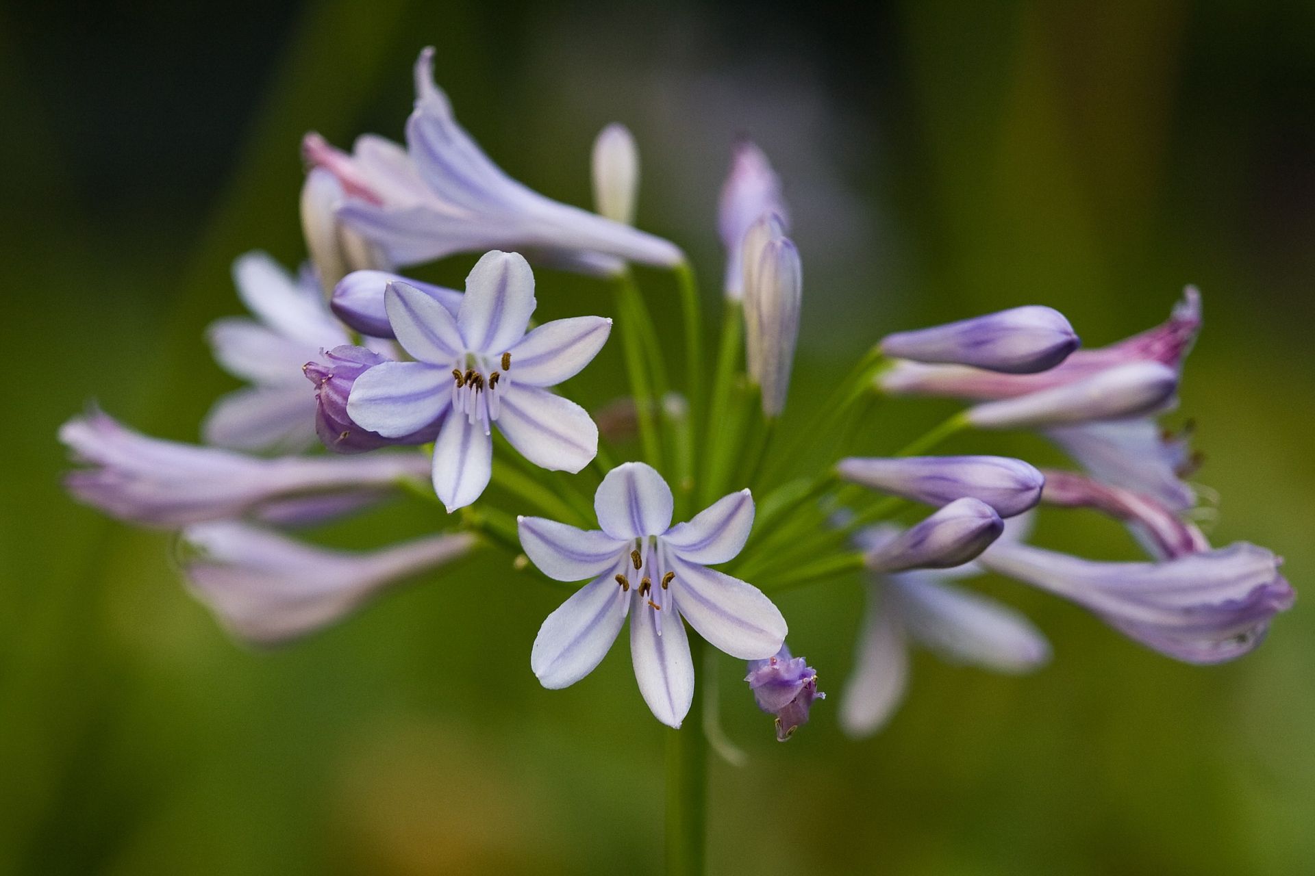 An agapanthus, also known as lily of the Nile.