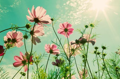 pink flowers