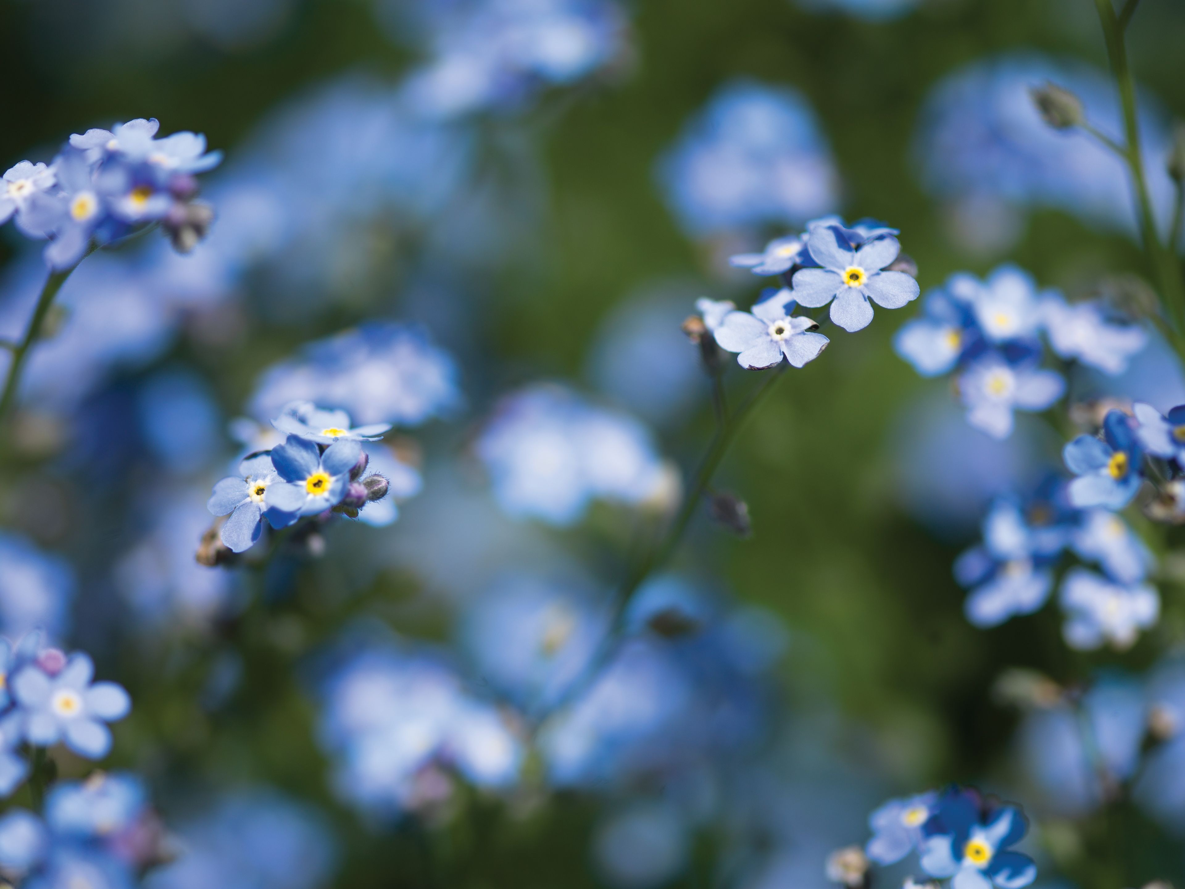 Forget-me-not flowers with blue petals.