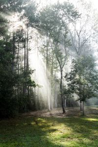 Uma luz brilha em uma floresta representando o poder de Deus