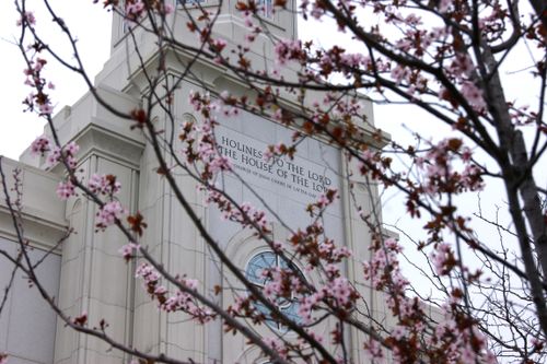 A view of the inscription on the St. Louis Missouri Temple, through the branches of a flowering tree.