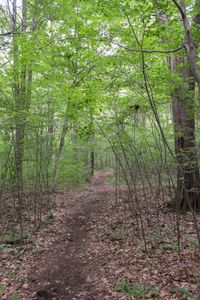 Ein Waldstück bei Harmony in Pennsylvania