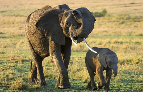 adult elephant with baby elephant