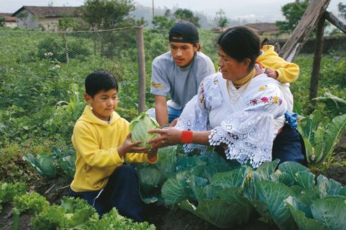 A mother from Ecuador kneeling and handing a green vegetable to her son while carrying another child on her back, with an older son close by.