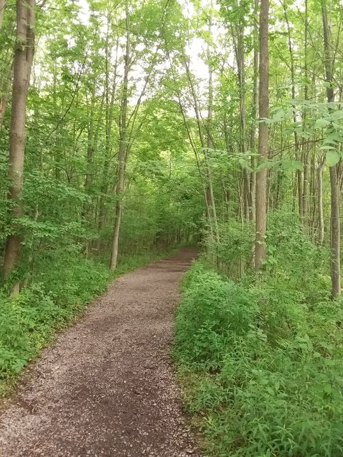 A dirt pathway going through a grove of trees.