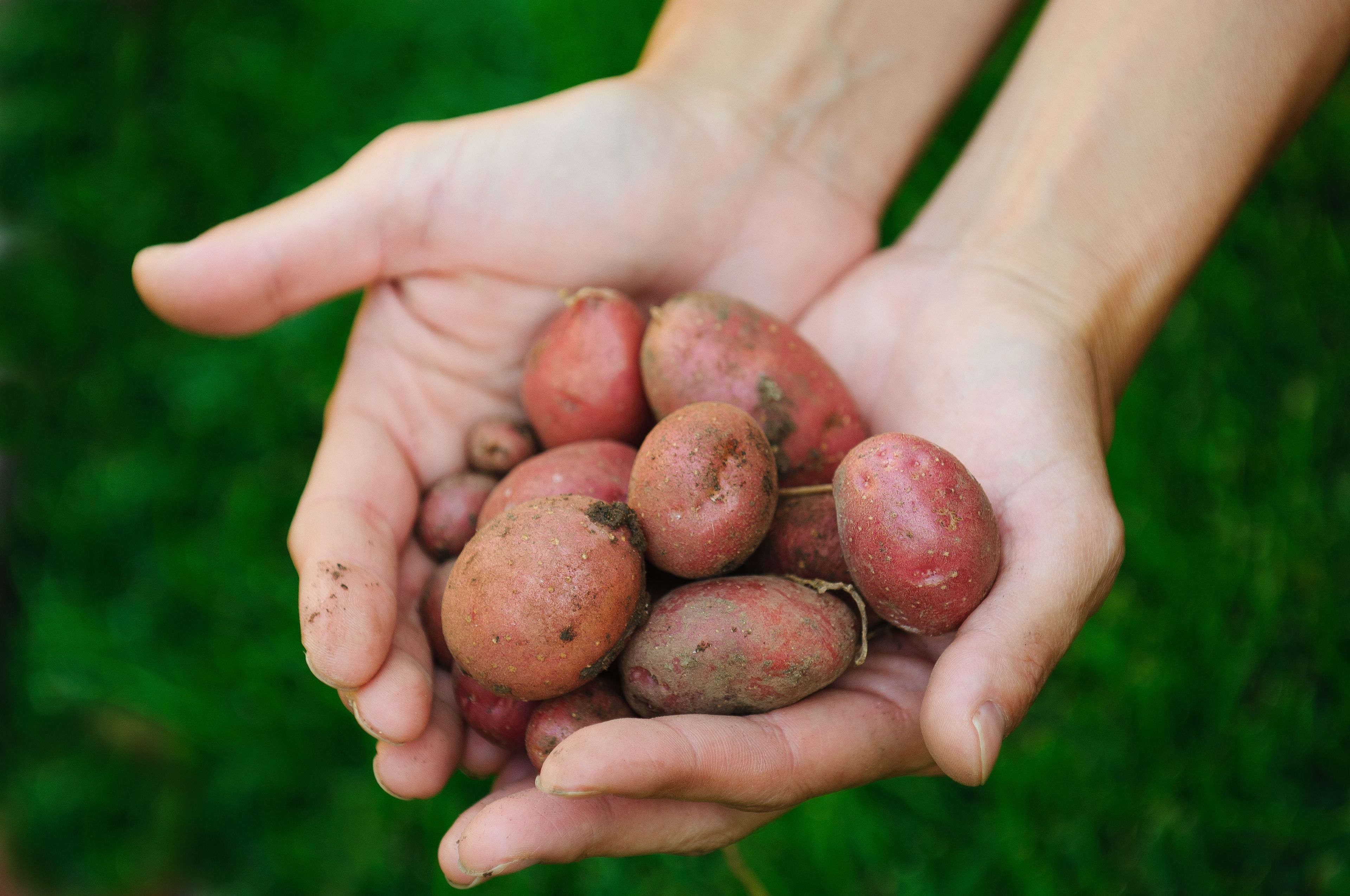 A handful of red potatoes.