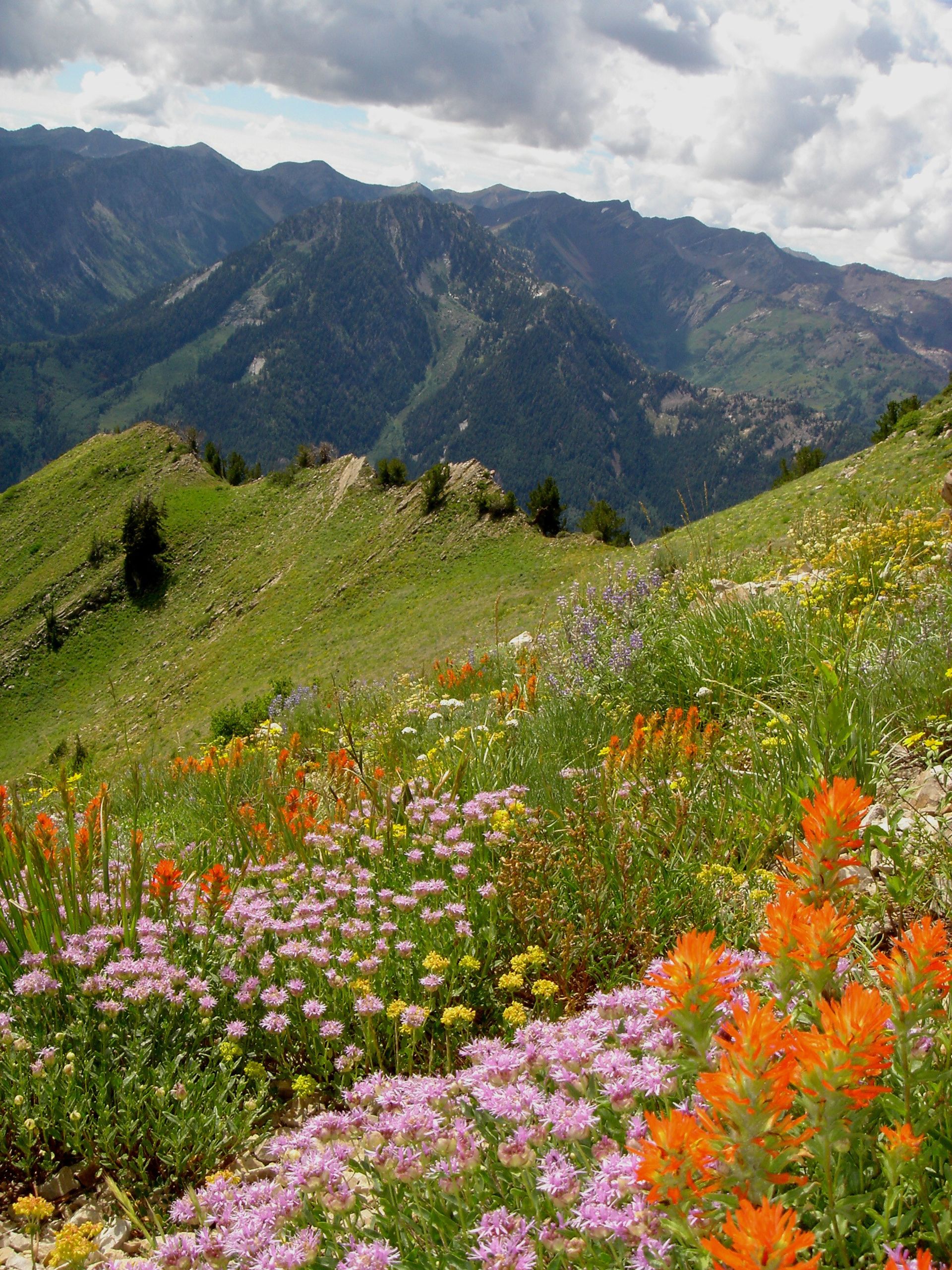 A landscape image of flowers in a meadow surrounded by mountains.