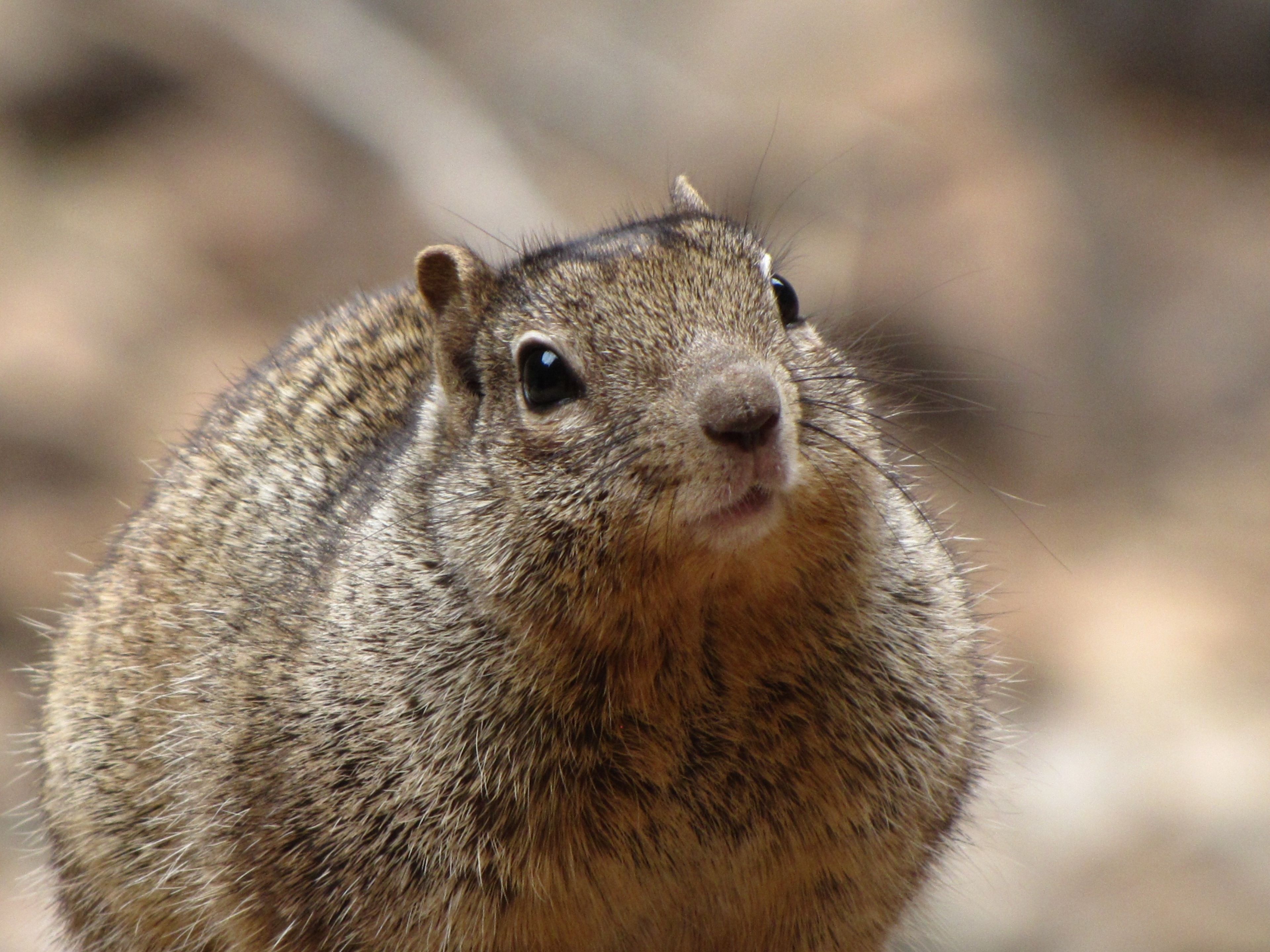 A portrait of a squirrel.