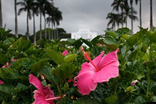 Pink hibiscus flowers on the grounds of the Laie Hawaii Temple, with the temple seen in the background.