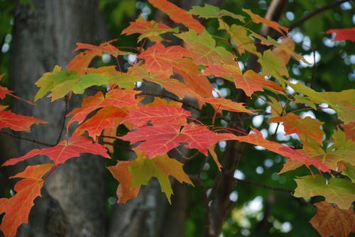Green, orange, and red leaves hanging from a tree in the Sacred Grove.