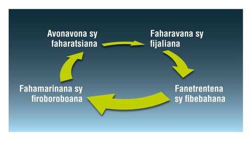 ny fitamberimberenan’avonavona