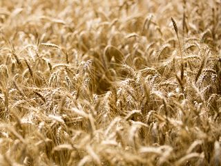 wheat ready to harvest